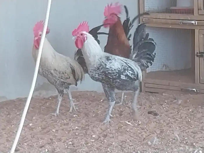 ديكه بلدي جروم وألوان وأعمار صغار 3