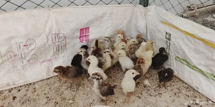 دجاج فيومي 0