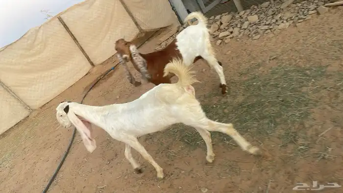 جفار جذعات للبيع 8