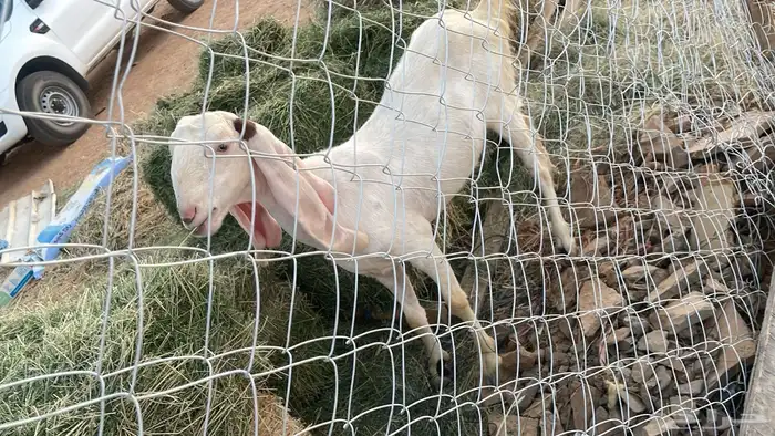 جفار جذعات للبيع 1