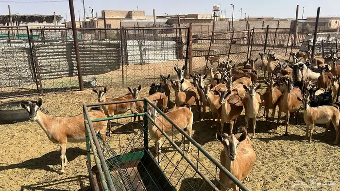 ماعز جنوبي صافي 4