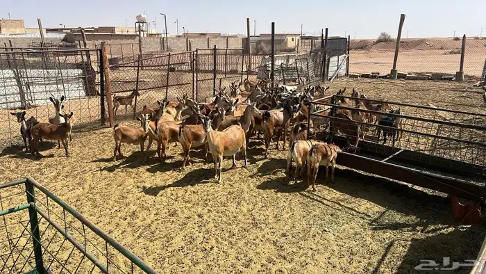 ماعز جنوبي صافي 5