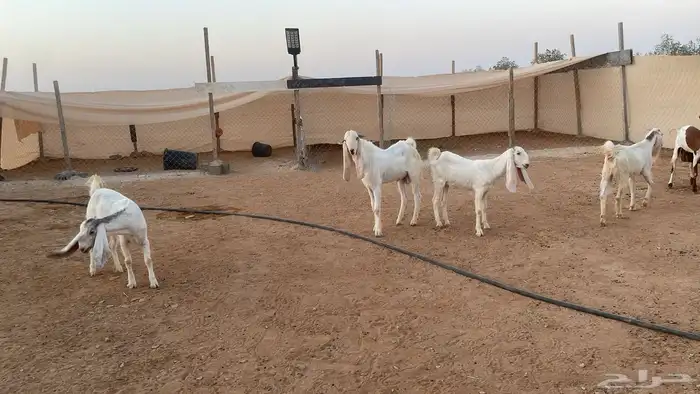 جفار جذعات للبيع 2