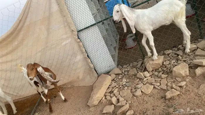 جفار جذعات للبيع 7