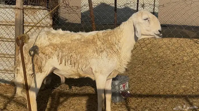 فحل حري فاخر مشروط 3