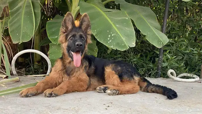 كلب جيرمن شيبرد لونق هير 2