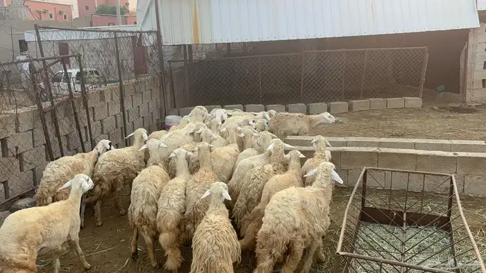 خرفان 1