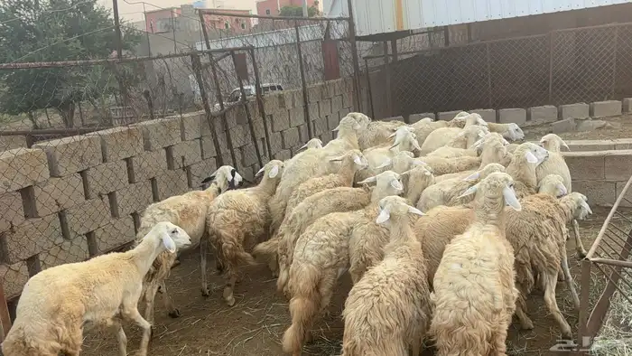 خرفان 2