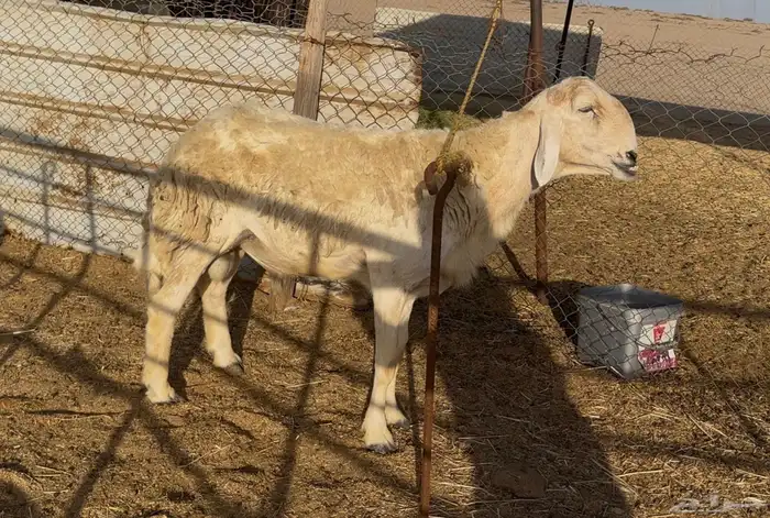 فحل حري فاخر مشروط 1