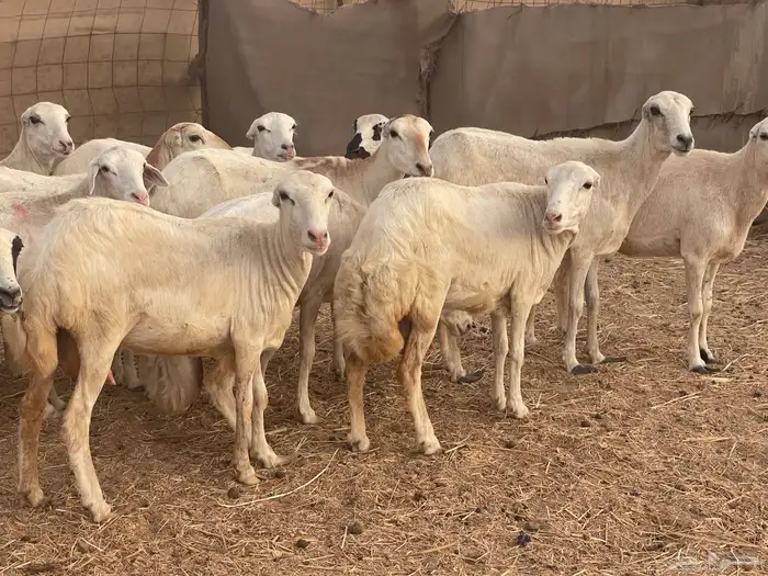 24 رخال رفيديات صغار سن منوة القاني تبارك الرحمن 0