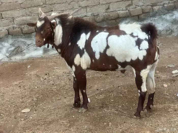 تيس 3