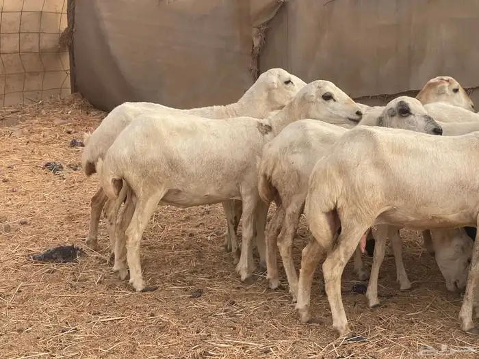 24 رخال رفيديات صغار سن منوة القاني تبارك الرحمن 4