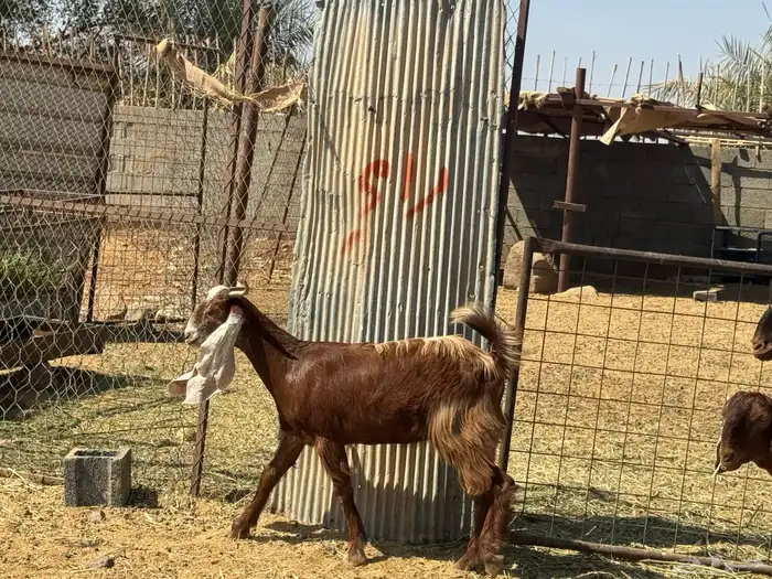 جفار مصريات. طيبه. تم البيع 3