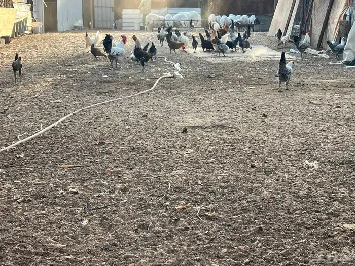 دجاج 10 ديكه للبيع من اجود سلالات الدجاج 1