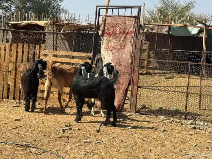 جفار مصريات. طيبه. تم البيع 2