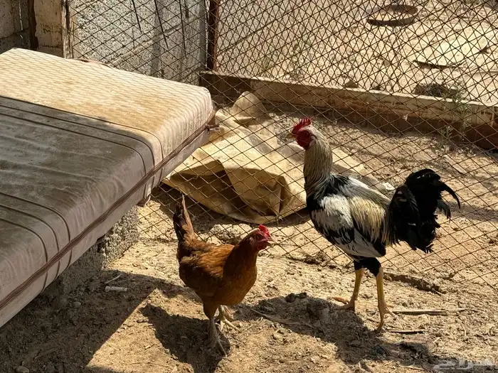 ديك وا دجاجة 1