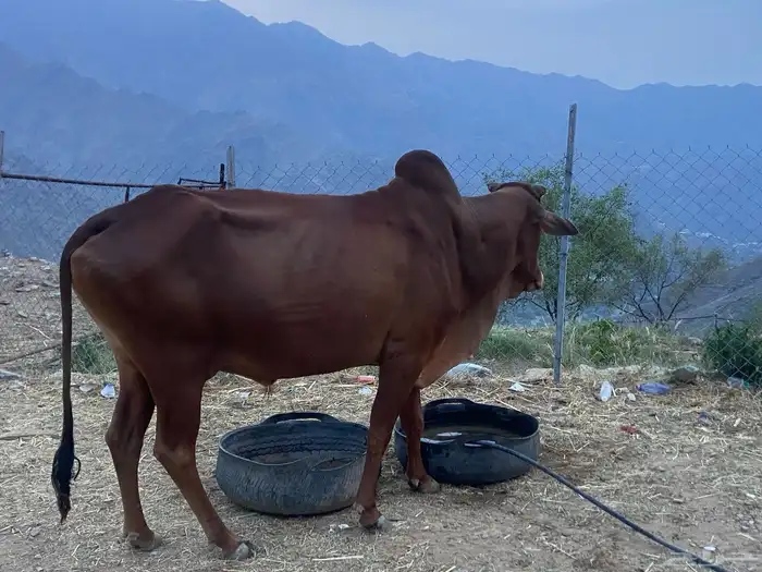 ثور للبيع السن سديس 2