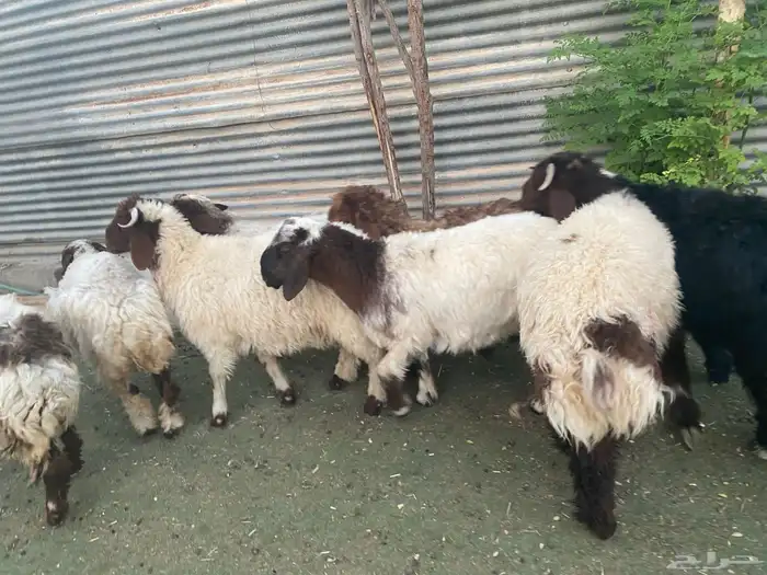 بهم تربية نعيم 8