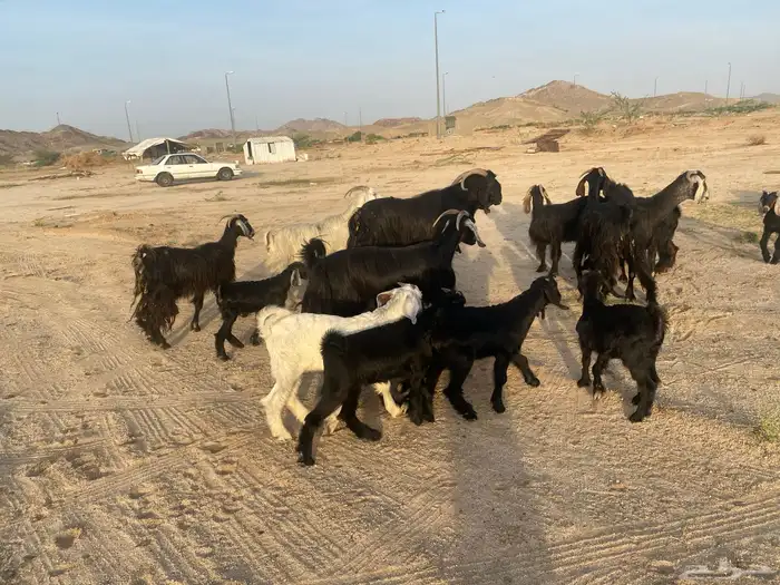 معزاء خلفات 0