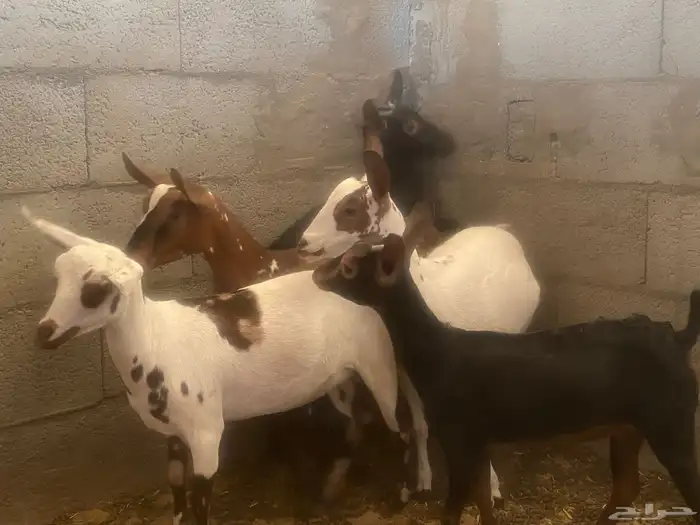 جفرات عمانيه و جنوبيه 0