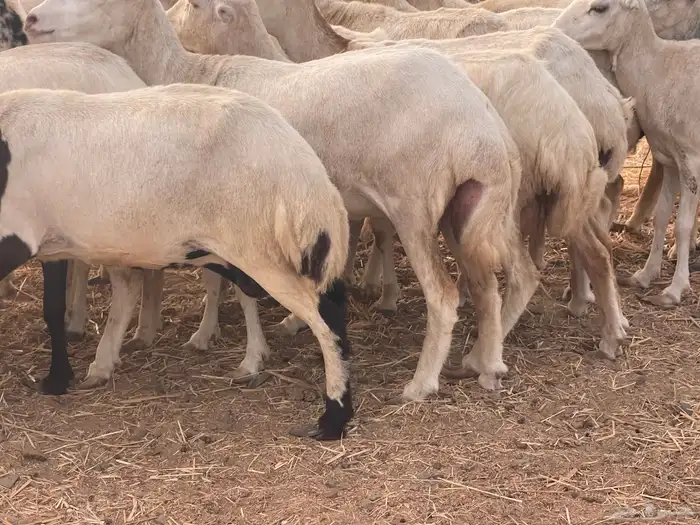 24 رخال رفيديات صغار سن منوة القاني تبارك الرحمن 7