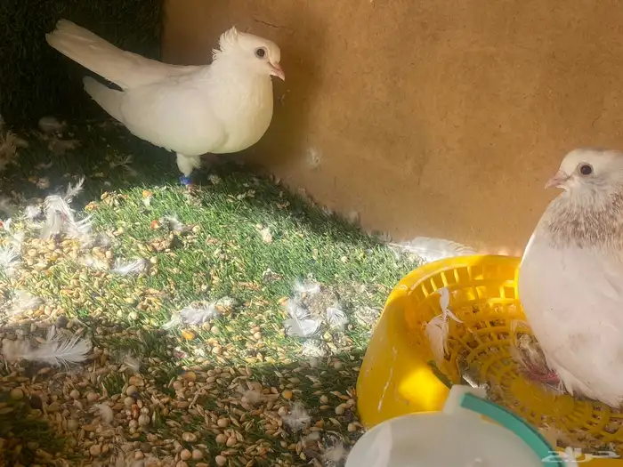 حمام 1