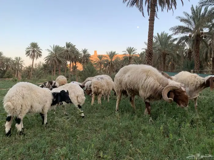 شياة نعيم متابيع معها الفحل منتجه وشرط 1