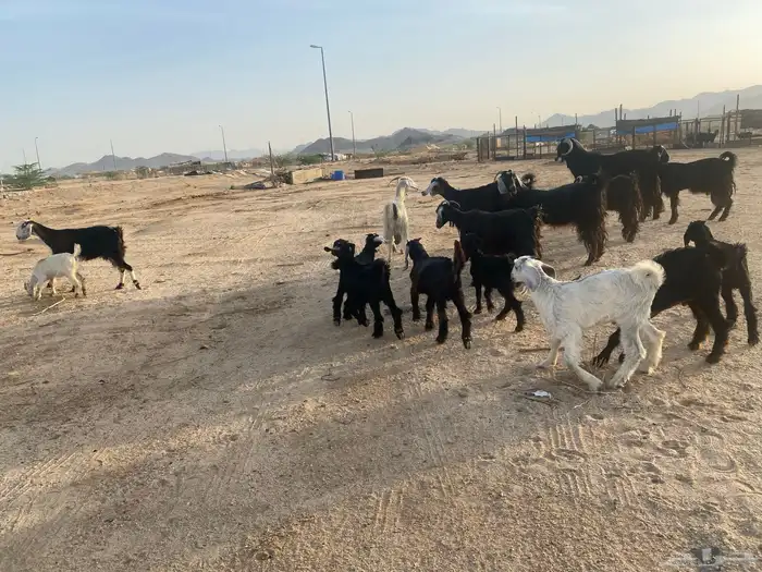 معزاء خلفات 6
