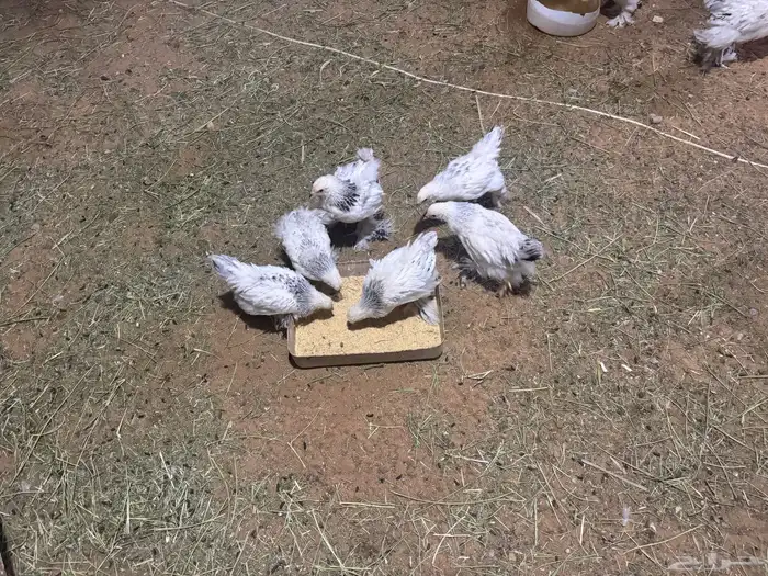 للبيع دجاج براهما على العدد من فوق 35 حبه على العدد 5