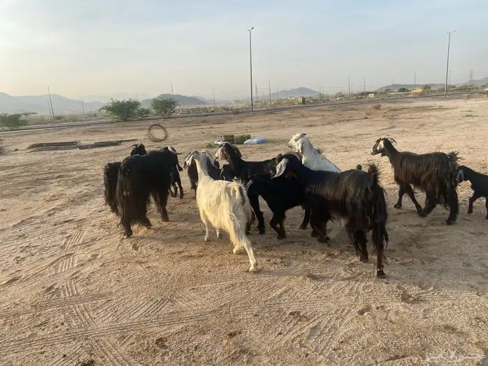 معزاء خلفات 9