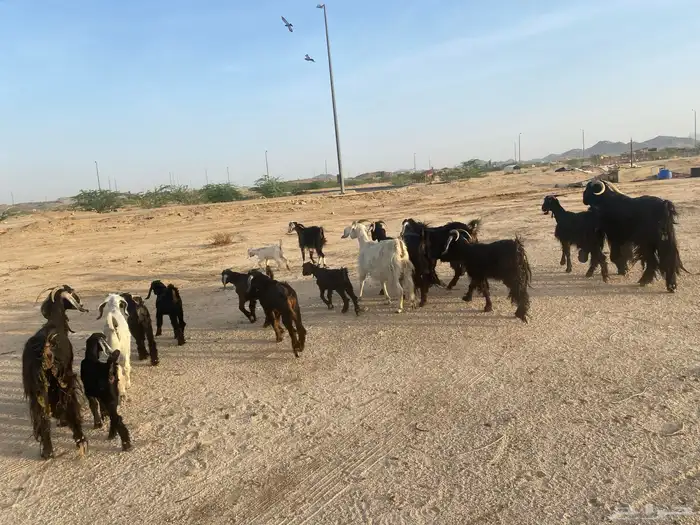 معزاء خلفات 5