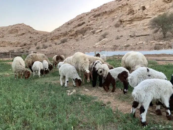 شياة نعيم متابيع معها الفحل منتجه وشرط 3
