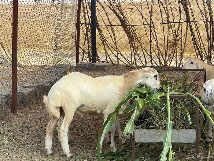 للبيع خروف بلدي (تم البيع ) 0