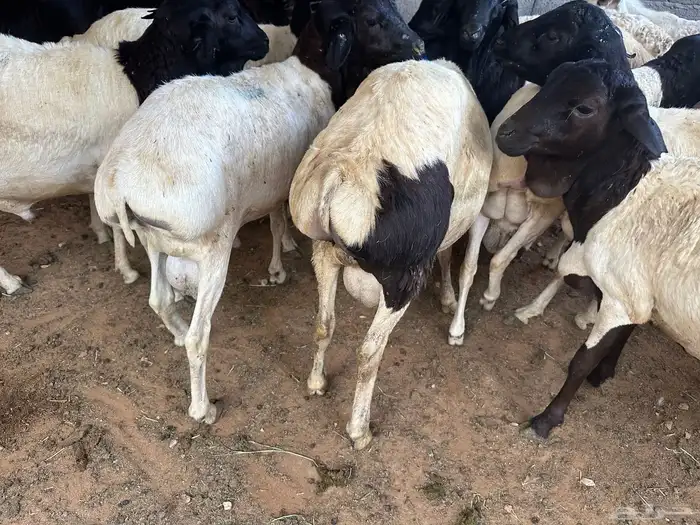 برابر مرابي طب وتخير السن جذع 4
