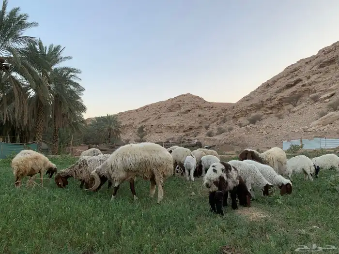 شياة نعيم متابيع معها الفحل منتجه وشرط 0