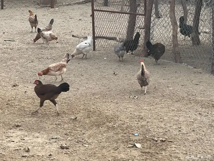 الدجاج بلدي فاخر وحضان 2