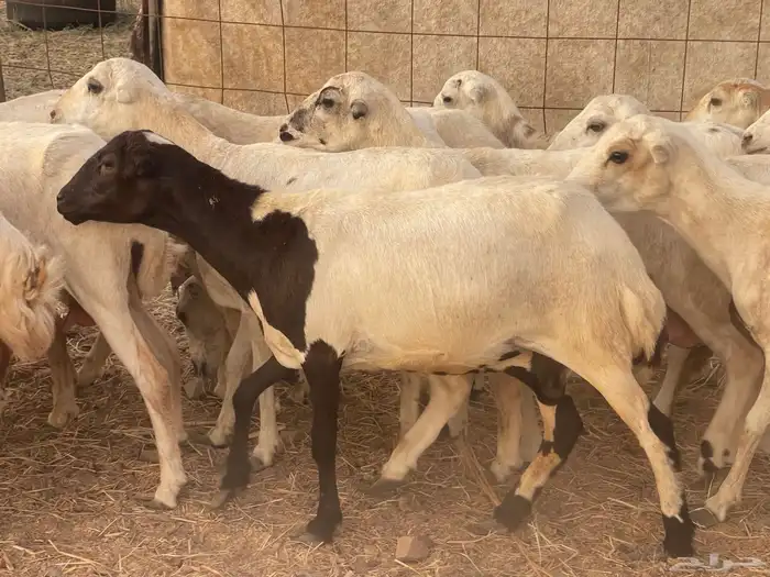 24 رخال رفيديات صغار سن منوة القاني تبارك الرحمن 3