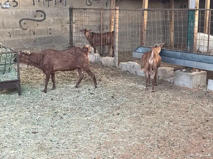 معزا دهم دفيع للبيع بالفحل بسوق الجربوع 0