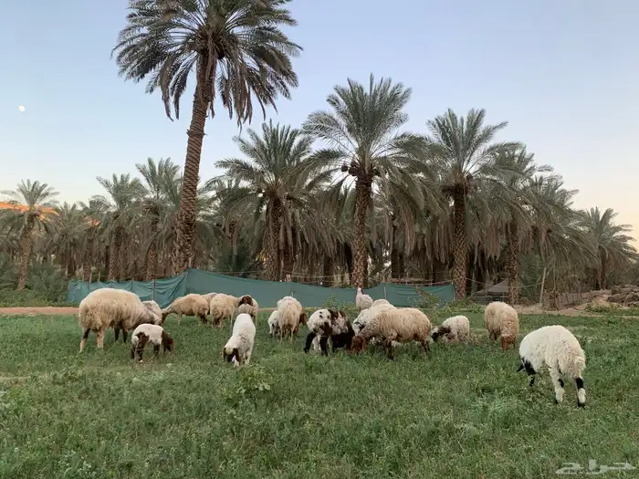شياة نعيم متابيع معها الفحل منتجه وشرط 5