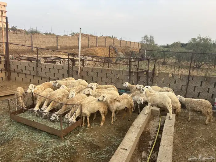 خرفان 4