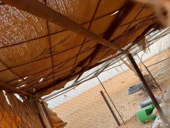 شبك دجاج او حمام مستعمل للبيع الموقع الوادي 1