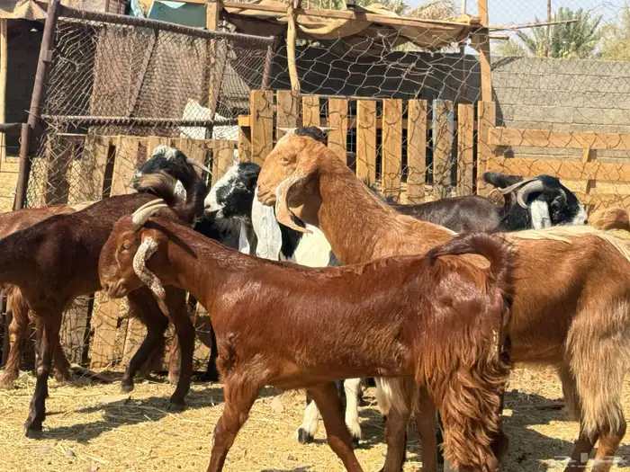جفار مصريات. طيبه. تم البيع 0