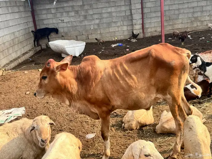ثور للبيع 1