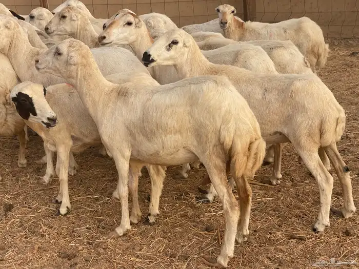 24 رخال رفيديات صغار سن منوة القاني تبارك الرحمن 2