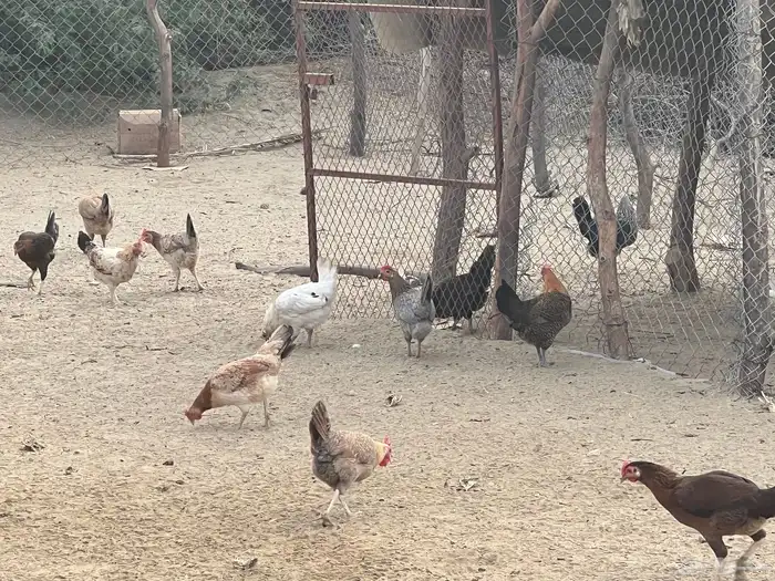 الدجاج بلدي فاخر وحضان 3