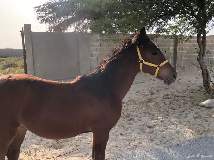مهر طيب العمر تسع اشهر 1000 0