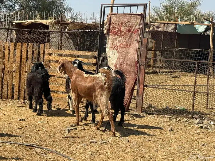 جفار مصريات. طيبه. تم البيع 5