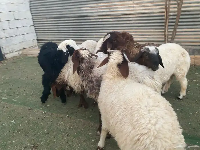بهم تربية نعيم 14