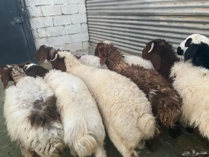 بهم تربية نعيم 6
