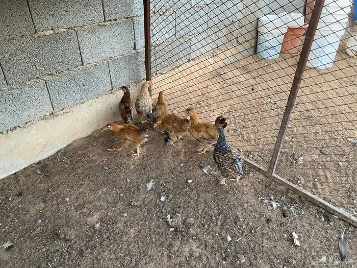 دجاج 0